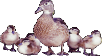 a mother duck and her ducklings are standing together