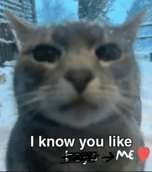 a cat with the words i know you like me written on it