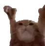 a cat is raising its paws in the air .