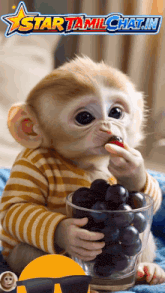 a baby monkey eating grapes from a glass
