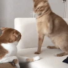 two cats are sitting on a white couch and one of them is standing on its hind legs