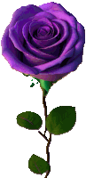 a purple rose with green leaves and a stem