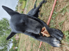 a black dog chewing on a bone in a field