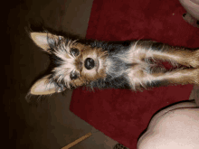 a small dog laying on its back on a red mat