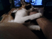 a calico cat is laying on a person 's lap in front of a laptop screen that says ubuntu