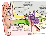 a diagram of the inside of an ear with the words saluran suara luar and saluran eustasia