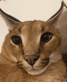 a close up of a cat 's face with a white nose and black eyes