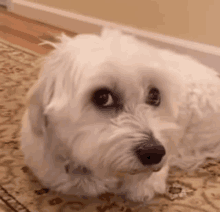 a small white dog is laying on a rug on the floor