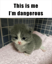 a gray and white kitten is laying on a pink blanket with the caption " this is me i 'm dangerous "