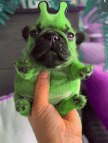 a person is holding a small green dog with frog ears