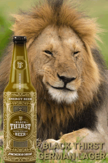 a bottle of black thirst beer sits next to a lion