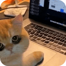 a cat is sitting in front of a laptop computer