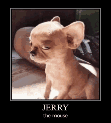 a picture of a small dog with jerry the mouse written on it