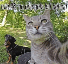 a picture of a cat and a dog with rule # 6 written above them