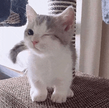 a small white and gray kitten is standing on a wicker shelf with its eyes closed .