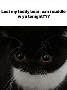 a black and white cat with a caption that says lost my teddy bear can i cuddle w you tonight