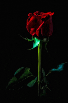 a single red rose with green leaves is against a black background