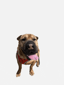 a dog with its tongue hanging out is wearing an orange vest