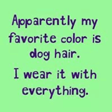 apparently my favorite color is dog hair i wear it with everything .