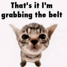 a cat with the words `` that 's it i 'm grabbing the belt '' written on it .