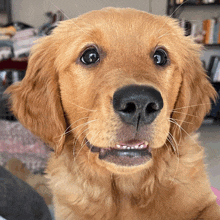 a close up of a dog 's face with its mouth open and its teeth missing