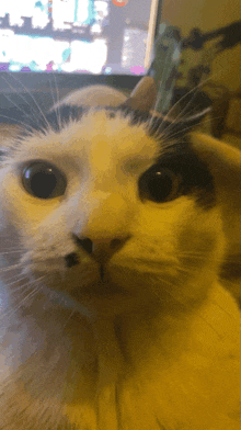 a close up of a cat 's face in front of a computer screen