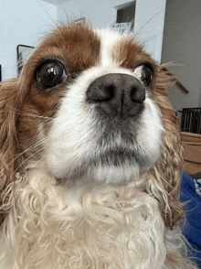 a close up of a brown and white dog