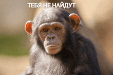 a chimpanzee is sitting in front of a sign that says " teba he haaydut "