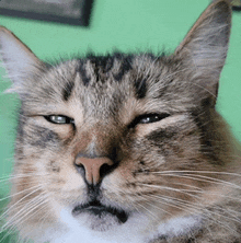 a close up of a cat with a green background