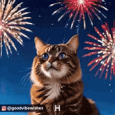 a cat is looking up at fireworks in the sky and says h