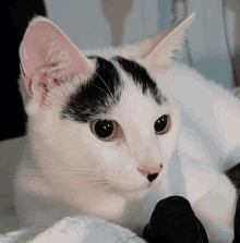 a black and white cat with yellow eyes is laying down