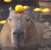 a capybara with an orange on its head