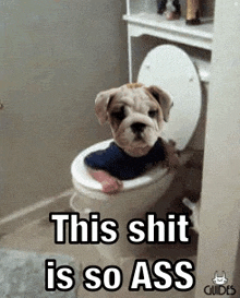 a dog is sitting on a toilet with the words `` this shit is so ass '' written above it .