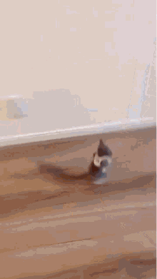 a cat is walking on a wooden floor next to a wall .