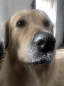 a close up of a dog 's nose with a black nose