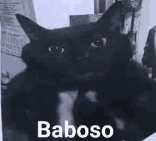 a black cat is sitting on a table in a black and white photo with the words baboso written on it .