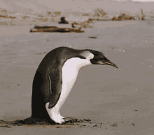 a black and white penguin is standing on a beach