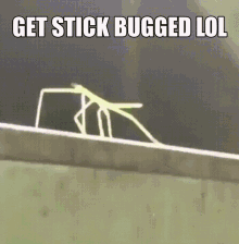 a picture of a stick bug with the words get stick bugged lol below it