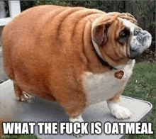 Fat Dog Oatmeal Meme