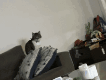 a cat sits on a couch in a living room with a cactus in the background