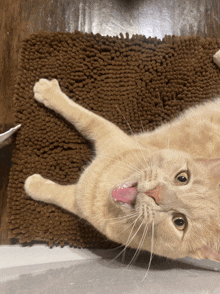 a cat is laying on its back with its tongue hanging out