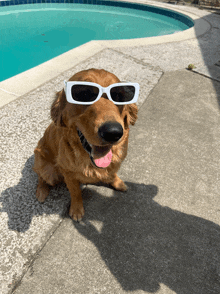 a dog wearing white sunglasses is sitting on the sidewalk in front of a pool