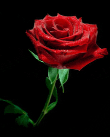 a red rose with water drops on it on a black background .