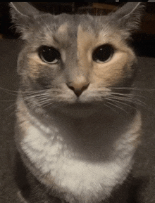 a close up of a cat 's face with a very long whisker