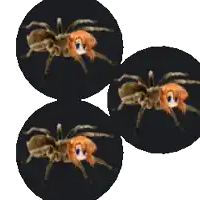 a spider with a girl 's face is surrounded by three other spiders