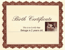 a birth certificate with a picture of a cat