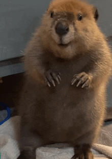 a close up of a beaver 's paws and feet