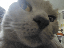 a close up of a cat 's face with a blurred background