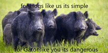 a picture of a herd of hogs with the caption for hogs like us it 's simple for gator like you