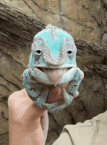 a person is holding a blue and white chameleon in their hand .